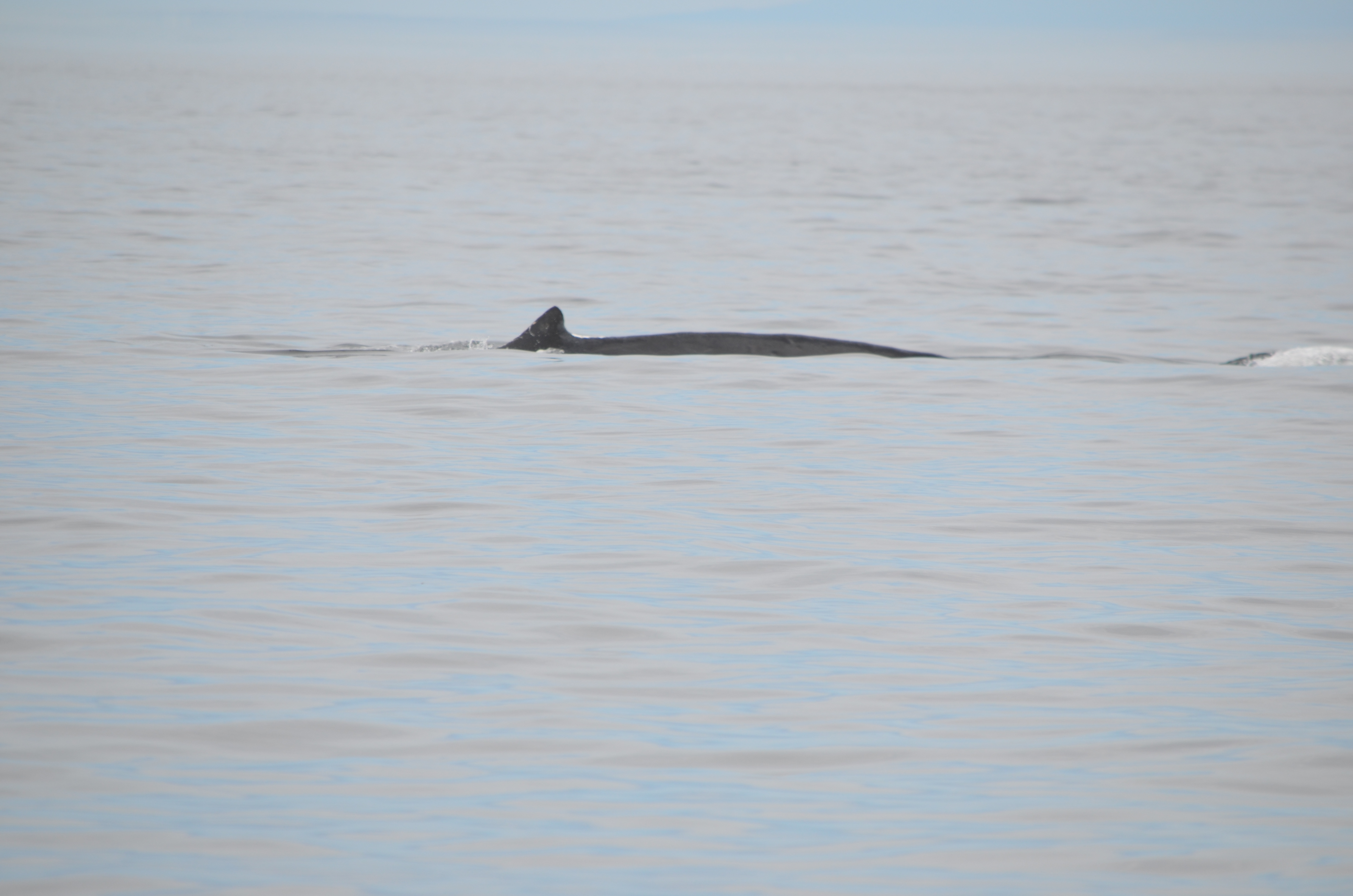 photos/wildlife/Mammal_Species/Humpback Whale/DSC_0170.JPG